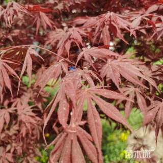 10公分中国红枫