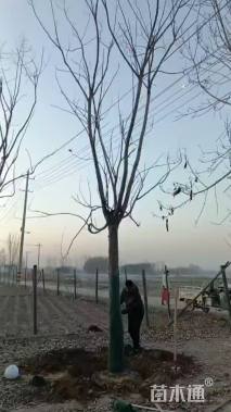 15公分黄山栾树