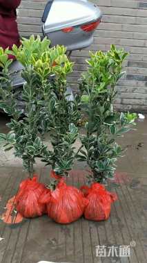 高度45厘米金边黄杨