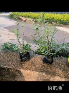 高度30厘米银姬小蜡