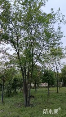 55公分(5杆)丛生朴树