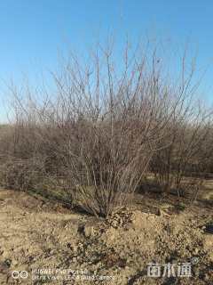 高度350厘米丛生榆叶梅