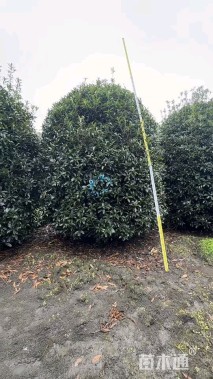 高度300厘米丛生桂花