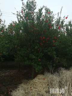 高度350厘米石榴
