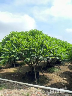 17公分红花鸡蛋花