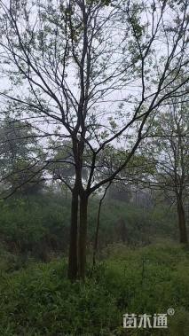 40公分(4杆)丛生乌桕