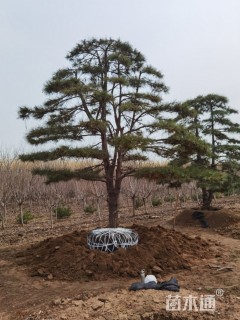 50公分造型黑松