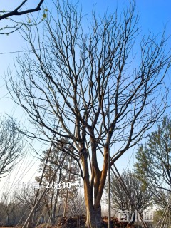 70公分多杆朴树