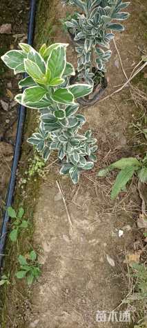 高度35厘米金边黄杨