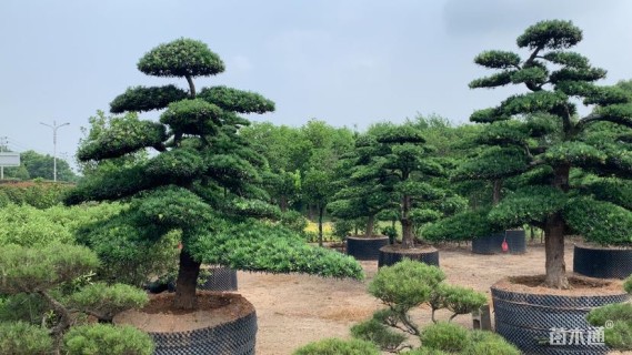移栽苗造型罗汉松