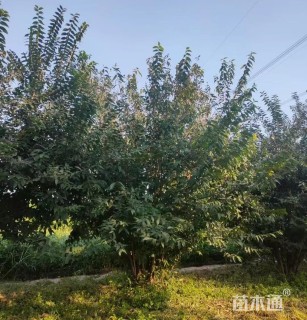 高度520厘米丛生蜡梅