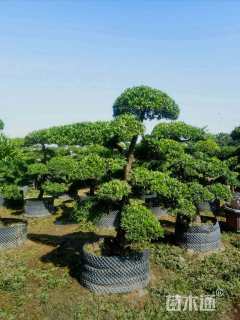 移栽苗造型罗汉松
