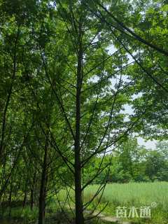 18公分枫杨