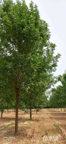 19公分速生白蜡