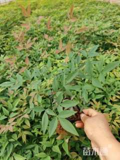 高度10厘米南天竹