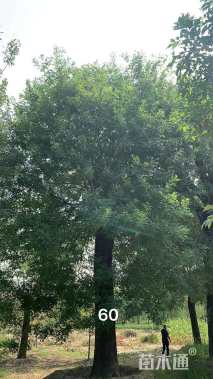 70公分国槐