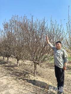 15公分垂丝海棠