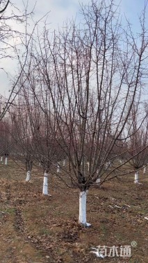 15公分垂丝海棠