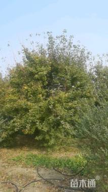 高度650厘米丛生元宝枫