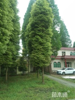 25公分金丝楠木