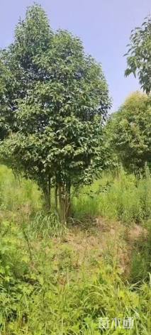 6公分(4杆)丛生娜塔栎