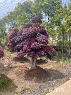 60公分造型红花继木桩