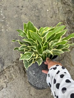 高度20厘米玉簪