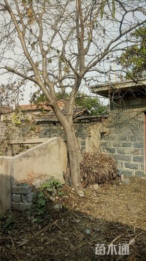 25公分红皮皂角