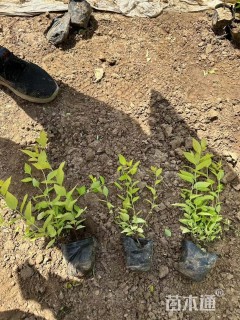 高度15厘米金山绣线菊