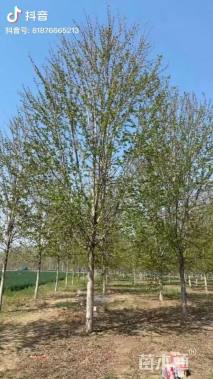 15公分美国红枫