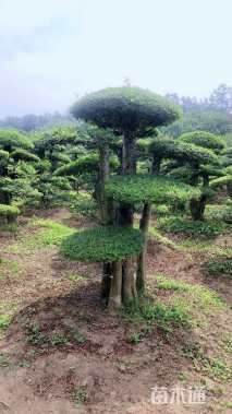 25公分造型对节白蜡