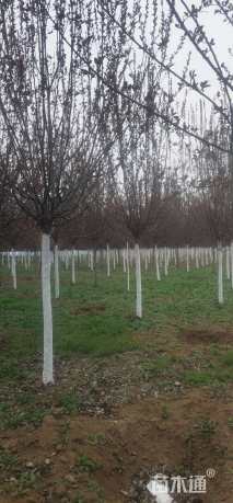 12公分绚丽海棠