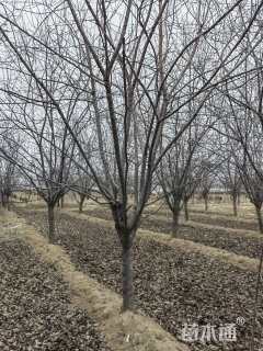 15公分北美海棠