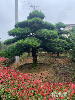 移栽苗造型罗汉松