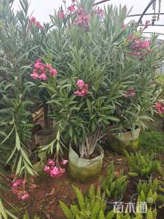 高度120厘米粉花夹竹桃