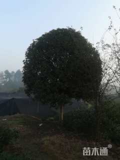 高度600厘米丛生桂花