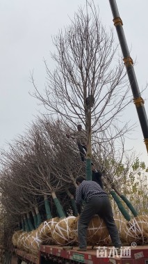 12公分美国红枫-十月光辉