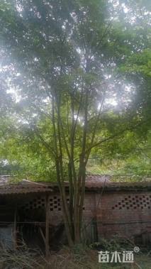 15公分(3杆)丛生朴树
