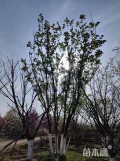 高度600厘米丛生蒙古栎