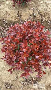 冠幅60厘米红叶石楠球