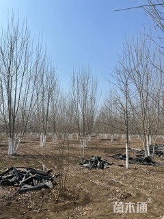 高度800厘米丛生白蜡