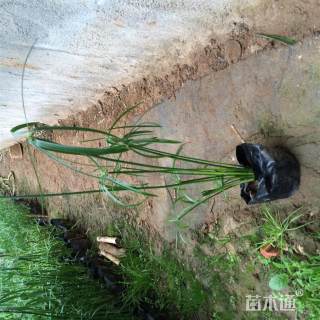 高度10厘米旱伞草