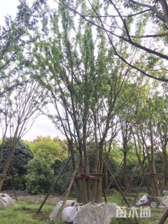 14公分丛生朴树