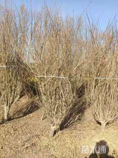 高度350厘米木槿