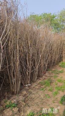 高度300厘米丛生石榴