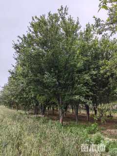 15公分西府海棠