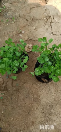 高度20厘米白三叶