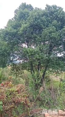 10公分(3杆)丛生香樟