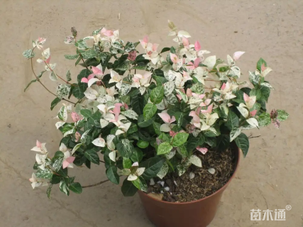 40厘米花叶络石