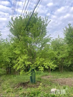 高度700厘米丛生三角枫